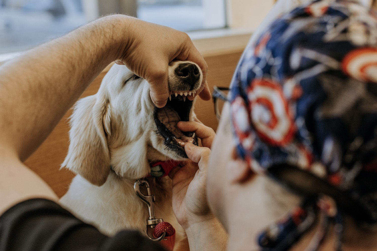 The Role - Staff Member opening dogs mouth.